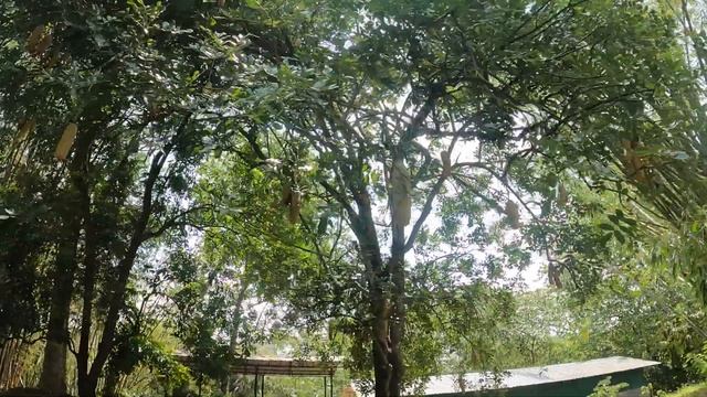 Путешествие по Шри-ланке. Королевский ботанический сад Перадения. Канди. День 3. смотреть онлайн