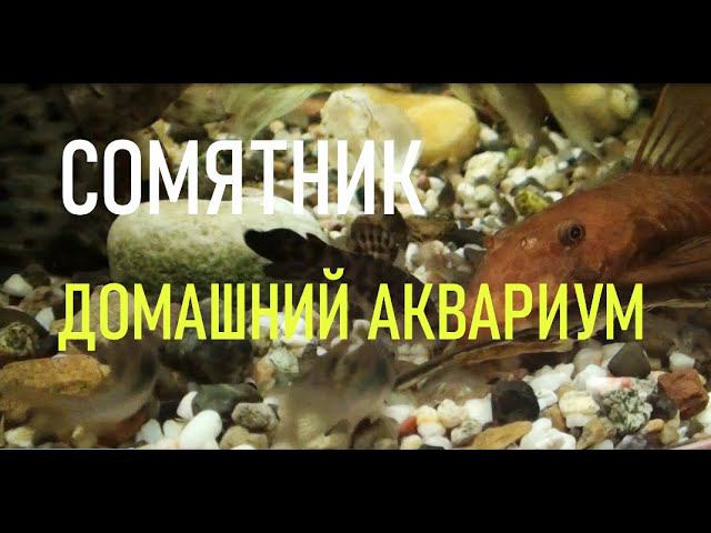 СОМЯТНИК | НАШ ДОМАШНИЙ АКВАРИУМ