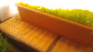 Проращивание зерна. часть второй. Зелёный корм. Витамины для скотины. ЛПХ.