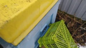 Кормим пчёл канди в декабре.