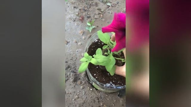 Сажаю петунию смотреть онлайн
