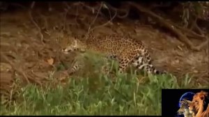 Тигр "Ягуар"против Крокодил