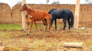 Yegua revolucionando a potros jóvenes futuros sementales.caballos y yeguas Andalusian horses, 2021