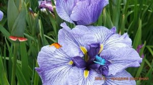 Ирис японский Грейвудс Катрина (iris) ? обзор: как сажать, саженцы ириса Грейвудс Катрина