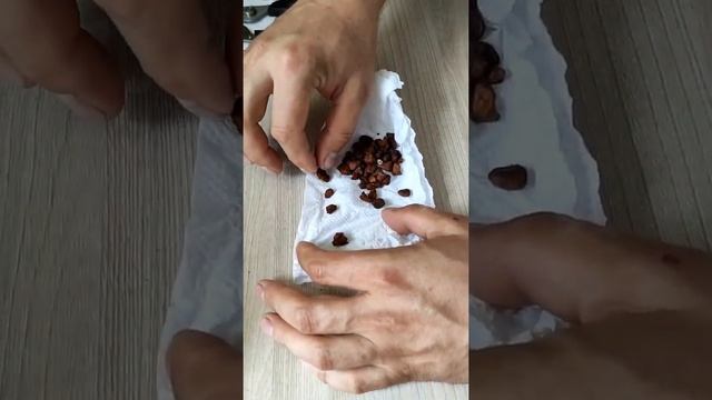 Желчные камни КРС. Где продать? Сколько стоят?