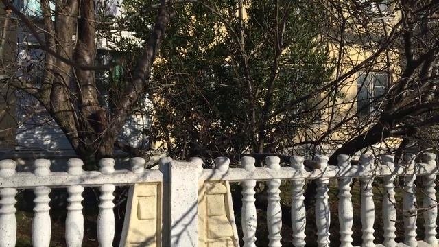 Растительность Геленджика. Лавр Благородный