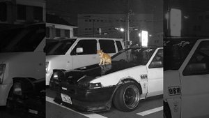 kitty phonk