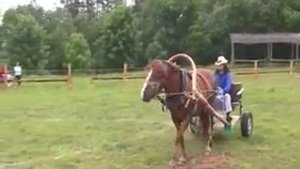 Конный трактор на Фестивале Белорусской Лошади