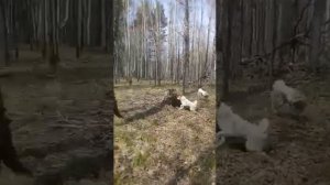 Работа лаек по медведю
