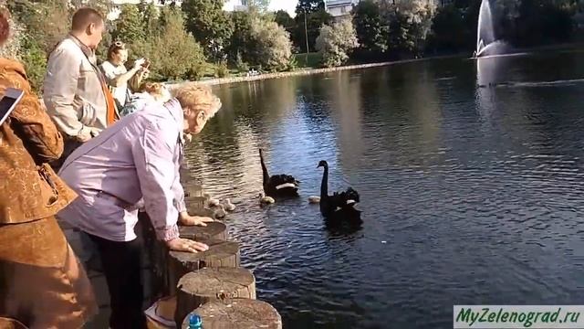 Потомство чёрных лебедей на Быковом болоте - 6 лебедят! смотреть онлайн