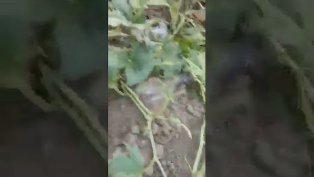 Внимание! Новый вредитель!