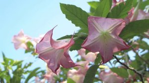 Tree_Branches_With_Several_Pink_Flowers