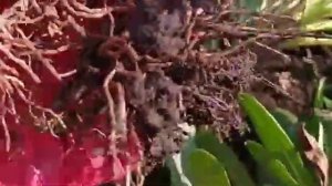 голубая ромашка. пересадка.