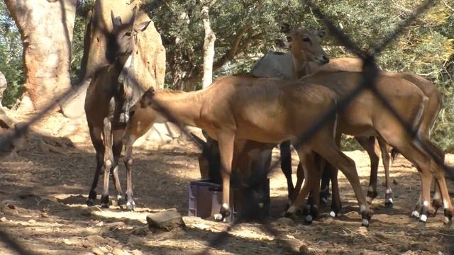 Blue Bull / Nilgai in Bannerghatta National Park Bengaluru |Bannerghatta Biological Park смотреть онлайн