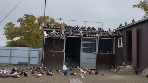 николаевские голуби, Аюта.