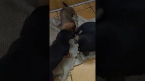 наш первый прикорм щенкам таксы, щенки таксы 1 месяц