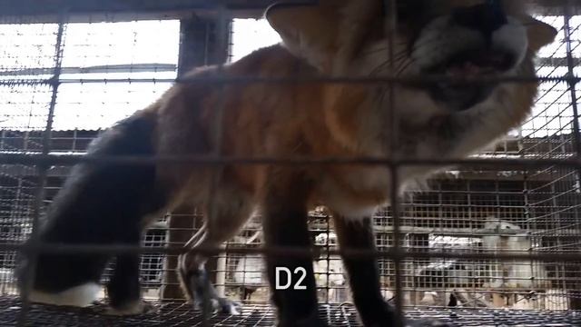 Minks and Foxes Gassed en Masse смотреть онлайн