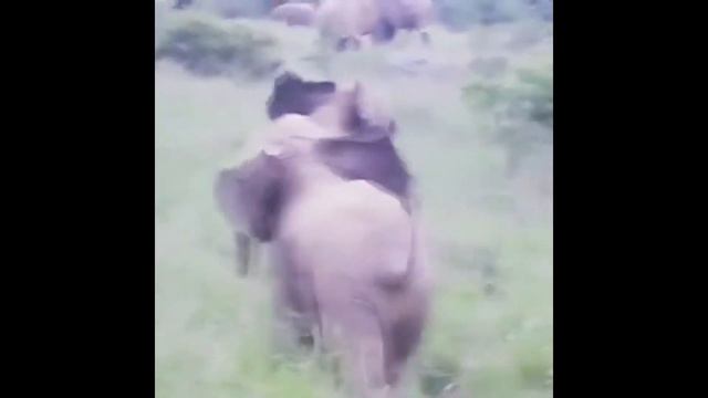 Babyes elephant are having fun. Слоники веселятся