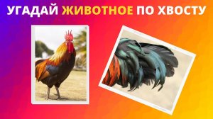 Угадай животное по хвосту Тест про животных Дом тестов и викторин