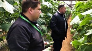 День огурца Severin F1 Bjorn F1 ч.1