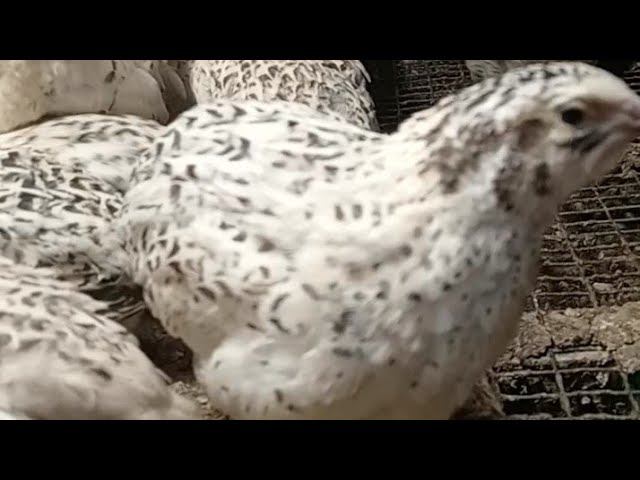 САМАЯ КРАСИВАЯ Курица! | ВСЁ О ФЕНИКС - СЕРЕБРО | ПЕРЕПЁЛКИ смотреть онлайн