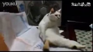 Кот чешет свой зад Cat scratching his ass