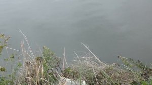 Необычная ловля на отводной поводок !!!