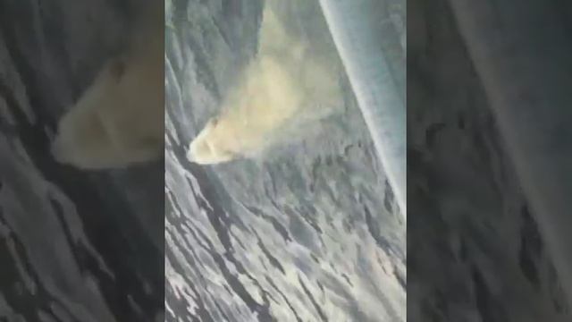 Зоопарк в Москве (3) смотреть онлайн