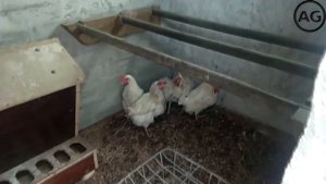 Фабричные КУРЫ в новом Курятнике !