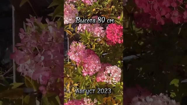 Обзор новинка 2022 гортензия метельчатая Петит Флори смотреть онлайн