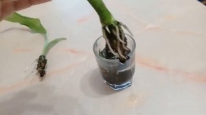 Наращивание корней у спатифиллума часть 2