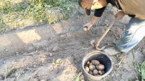 Насколько чисто и быстро копает веерная копалка мотоблока?