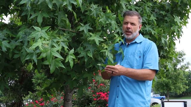 Sweetgum (Liquidambar styraciflua) - Plant Identification смотреть онлайн