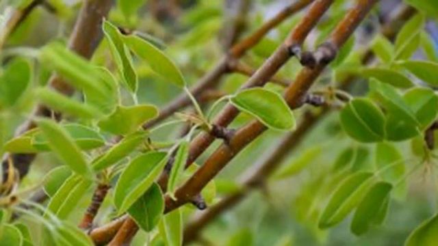 Какие удобрения нужно вносить весной, чтобы получить обильный урожай Груши смотреть онлайн