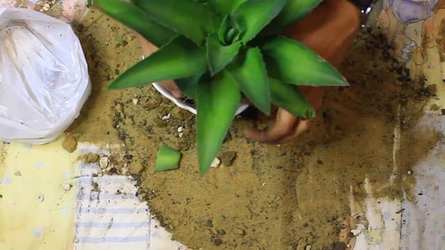 How to Pot an Agave? l Plantorium смотреть онлайн