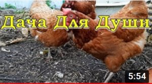 ЧТО нужно ЗНАТЬ, прежде чем завести кур.mp4