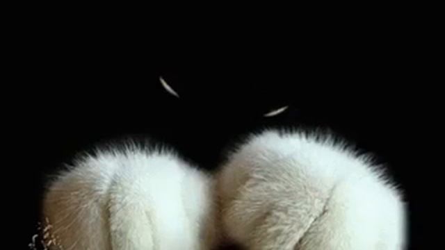 Видео. Черный кот. Улучшение качества жизни смотреть онлайн