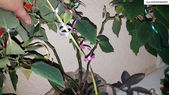 ЦВЕТЕНИЕ ПУАНСЕТТИИ, которую НЕ ОБРЕЗАЛАЛИ после того, как она последний раз отцвела. смотреть онлайн