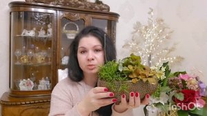 Рипсалис – уход за лесным кактусом#цветы #влог #растения #