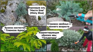 Стрижка хвойных с раннего возраста.Формирую голубую ель Мисти Блю ( август 2022г.)
