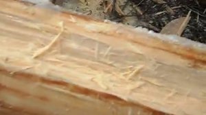 Сруб в русский угол , черта (паз) выбранный топором .