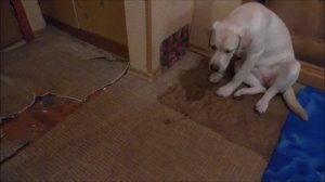 Лабрадор Бэлка