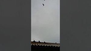 Николаевские. голуби обояни горбатых владимира