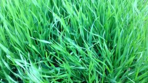 Что делать с опавшими листьями осенью. Компостная куча. Как повысить плодородие почвы