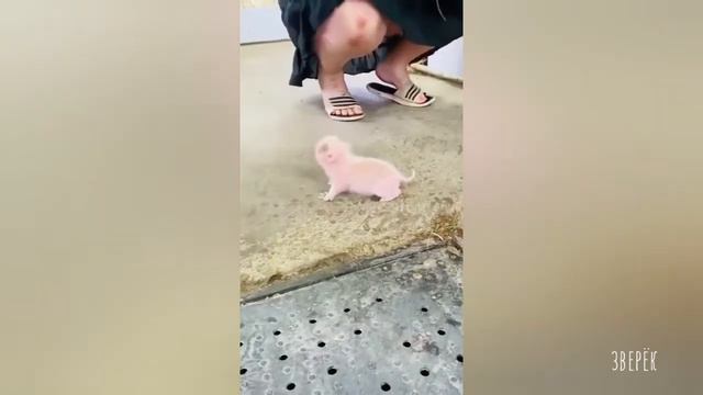 Дикие и домашние животные-№37 смотреть онлайн