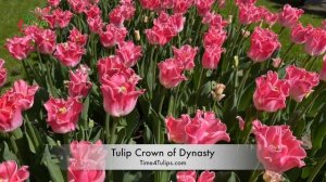 Tulip Crown of Dynasty | Time4Tulips.com