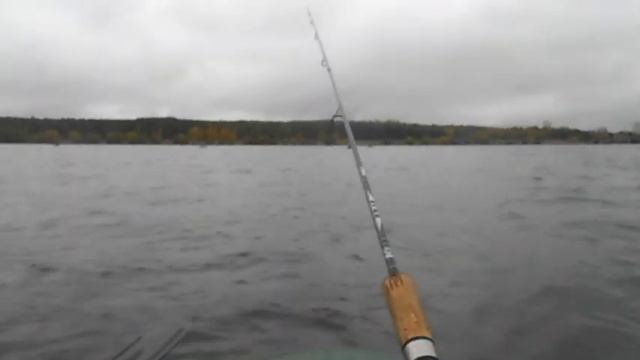 Мы хотели судака.... Только окуни пока! (Шершневское вдхр., конец сентября 2017). смотреть онлайн