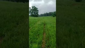 где ставить ловушку для пчел!#как установить ловушку на пчел