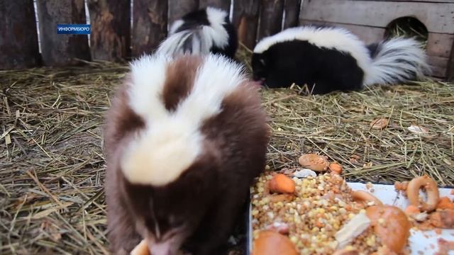 В Харьковском зоопарке живет скунс необычного окраса смотреть онлайн