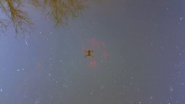 Кометы выжили после зимовки в маленьком пруду. смотреть онлайн